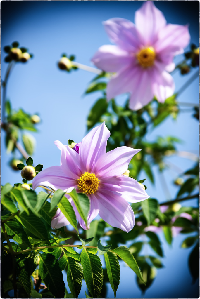 Dahlia imperialis