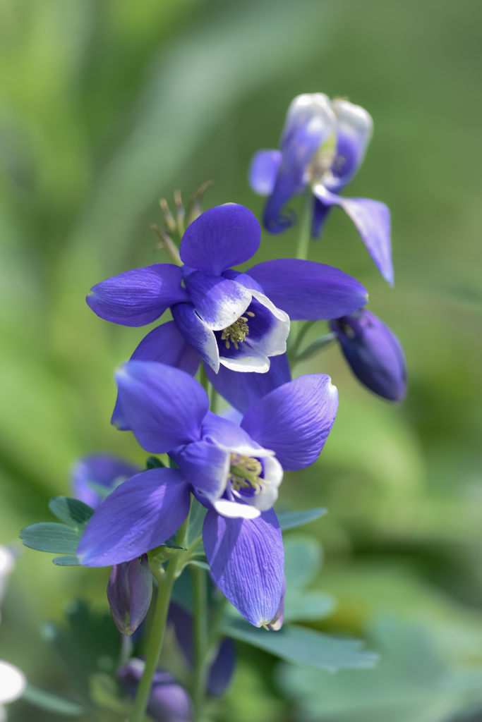  Columbine