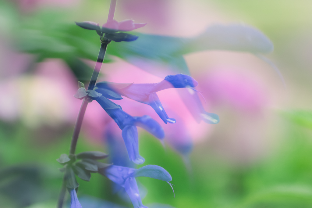 Meadow　Sage