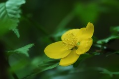 ヤマブキ