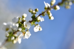 ３月の公園