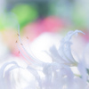 相思華　Ⅱ