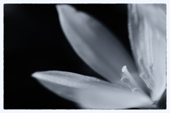 Rain lily