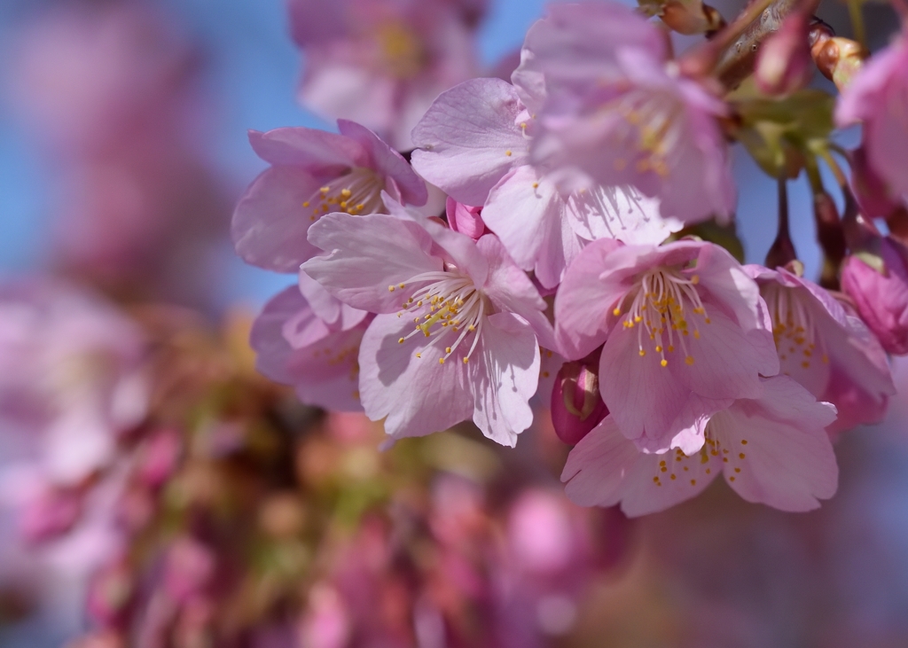 河津桜