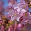 河津桜