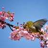 河津桜