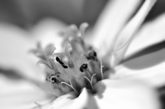 花と虫
