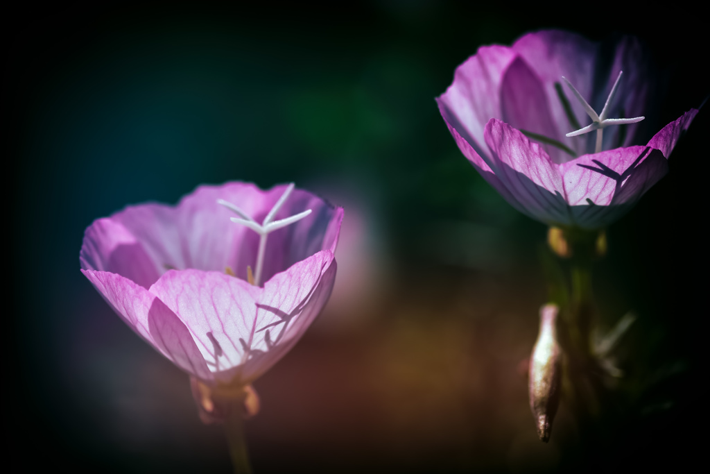 Pinkladies  Showy evening primrose
