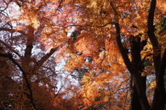 紅葉谷
