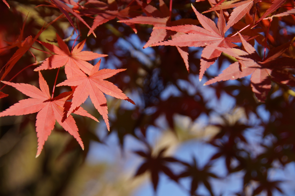 red on the blue