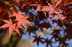 red on the blue