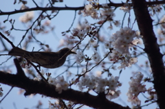 桜と鳥
