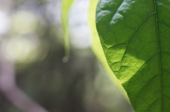 新葉