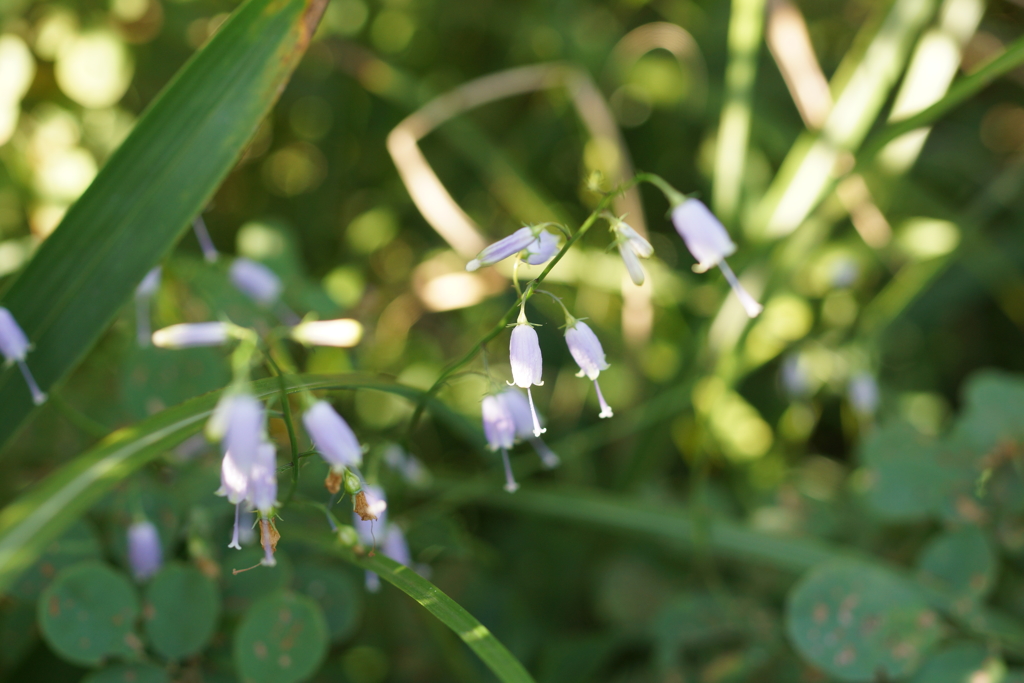 小さな風鈴たち
