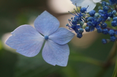 あじさいの色２