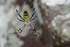 dandy spider