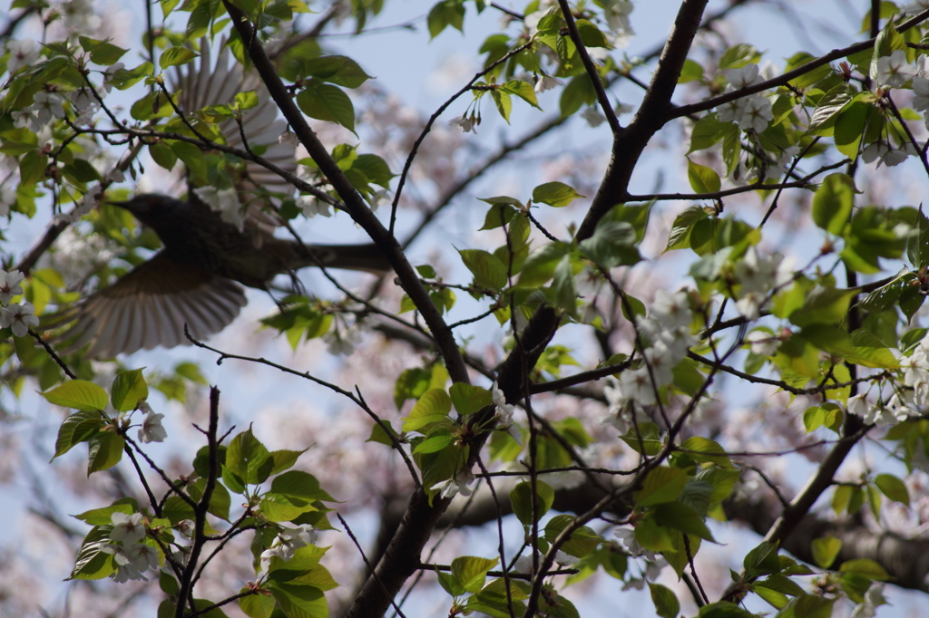 桜と鳥３