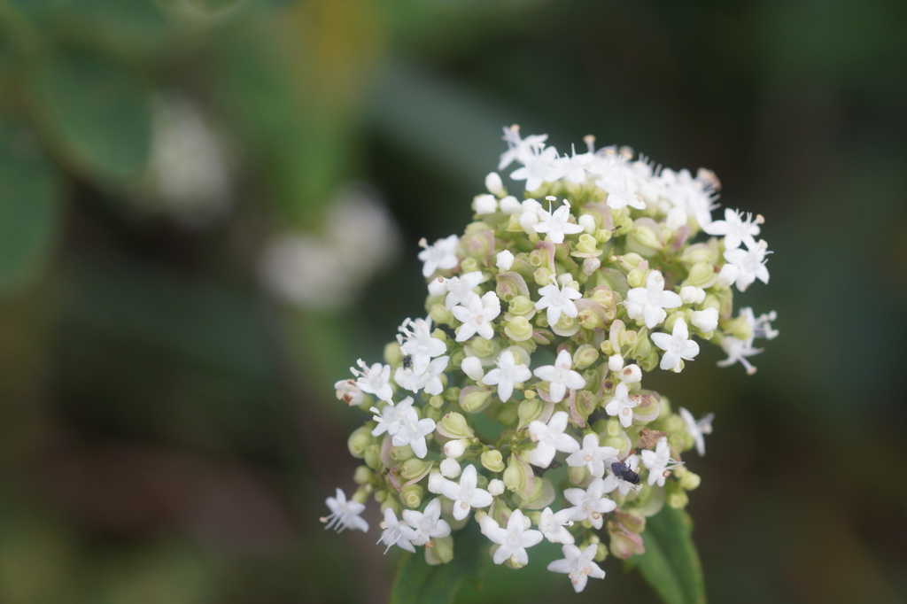 petit flower