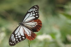 アサギマダラ１