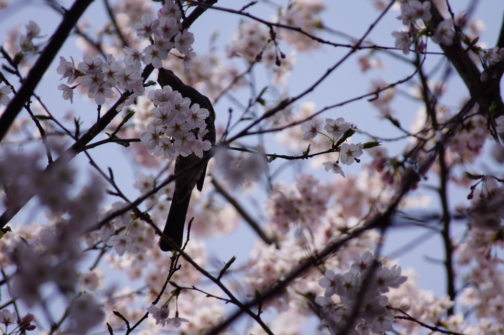 桜と鳥４
