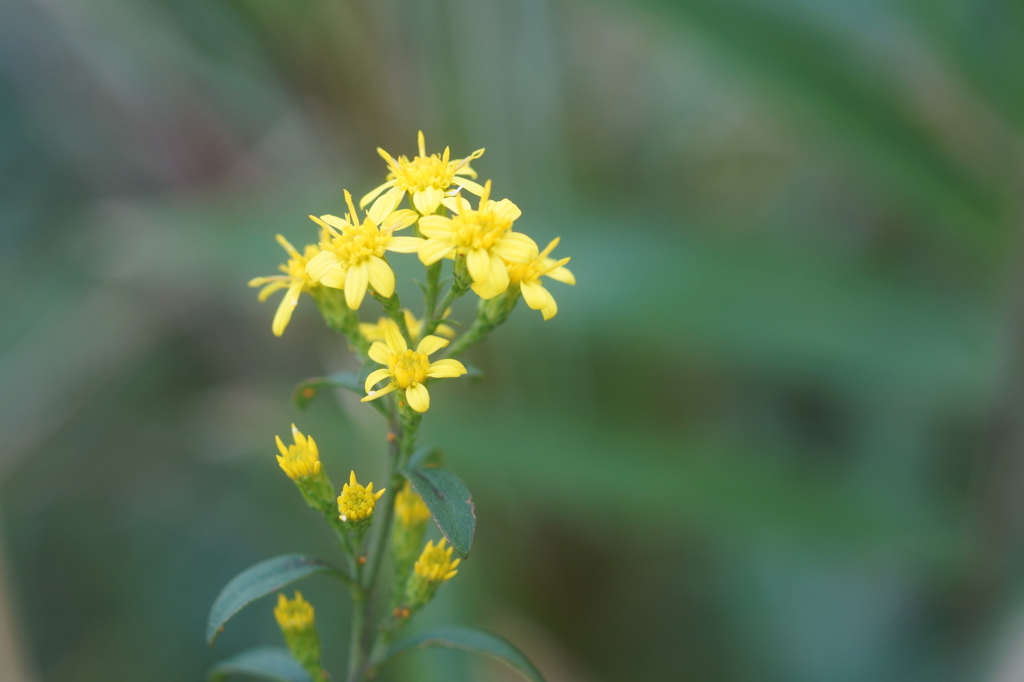 petit yellow2