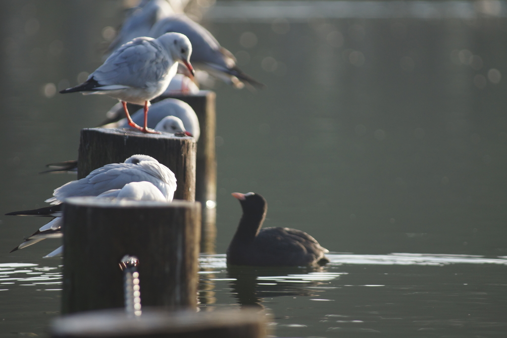 やあ、どこから来たの？