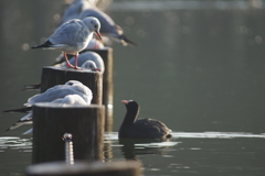 やあ、どこから来たの？
