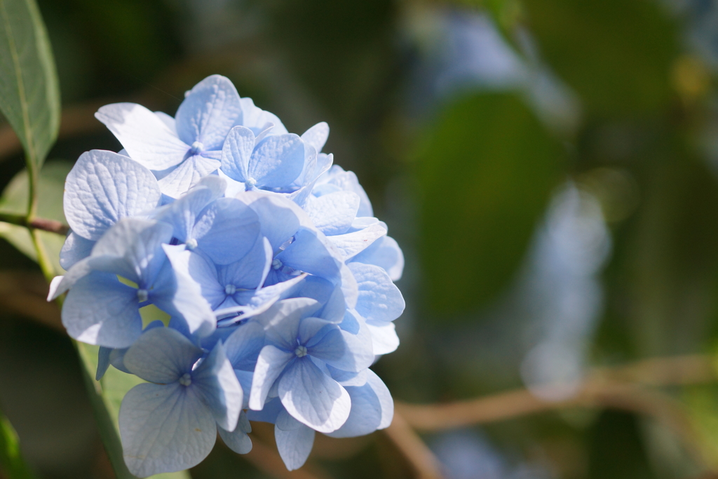 アジサイの森で
