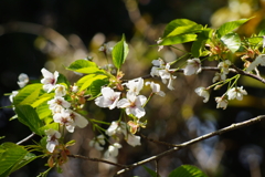 山桜４