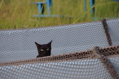 ひょっこり