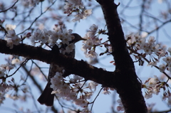 桜と鳥２