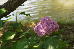 岸辺のアジサイ