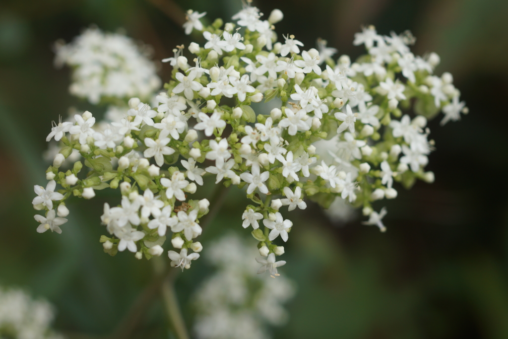 山の白い小花