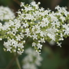 山の白い小花