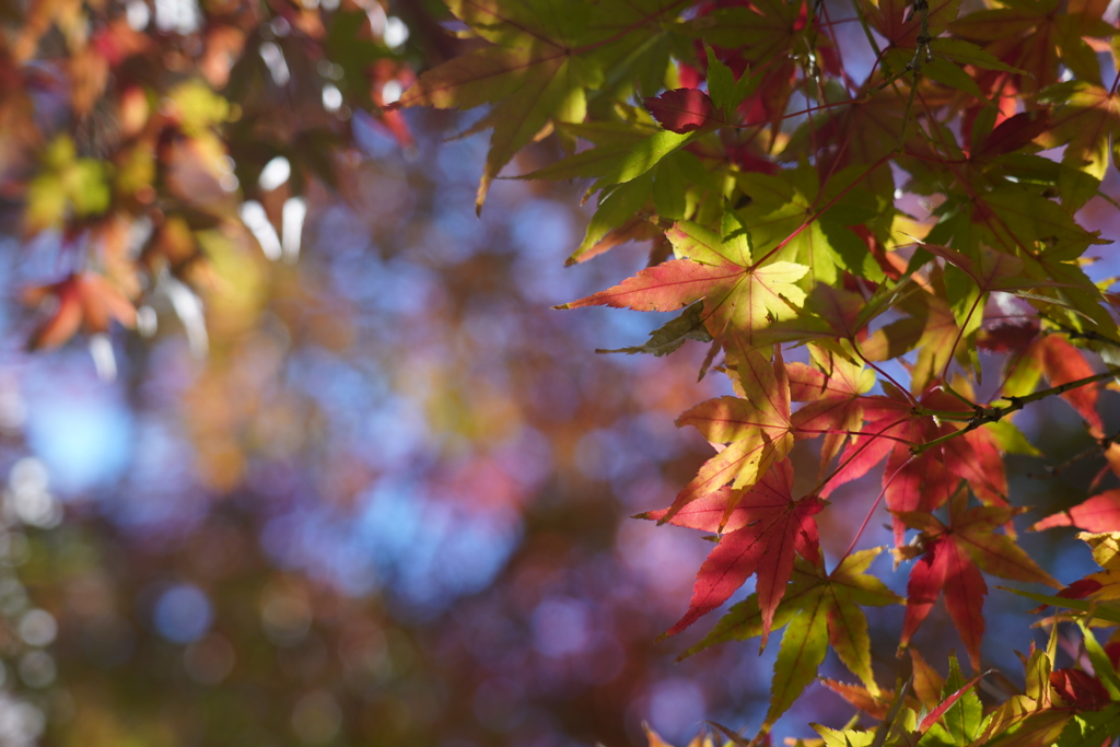 朝紅葉