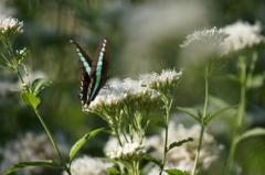10月のアオスジアゲハ２