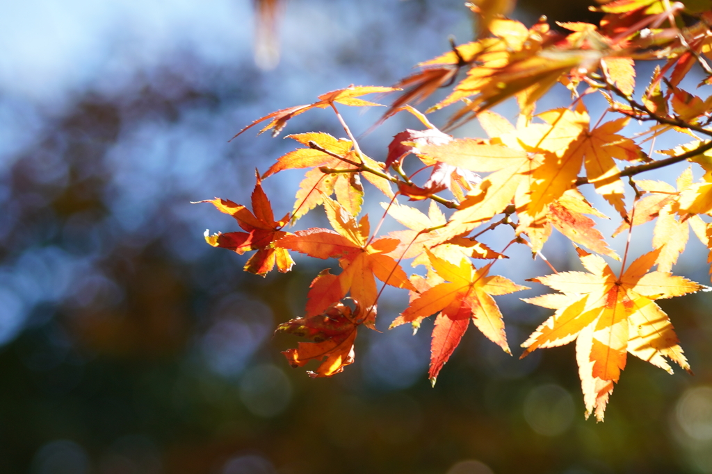 輝き紅葉２