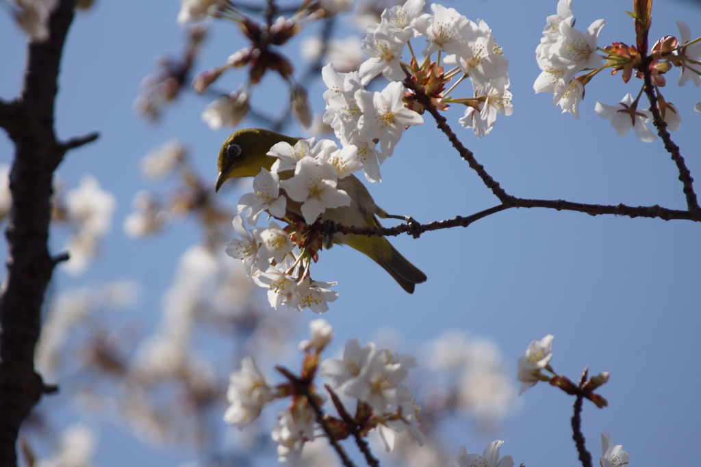 桜に目白