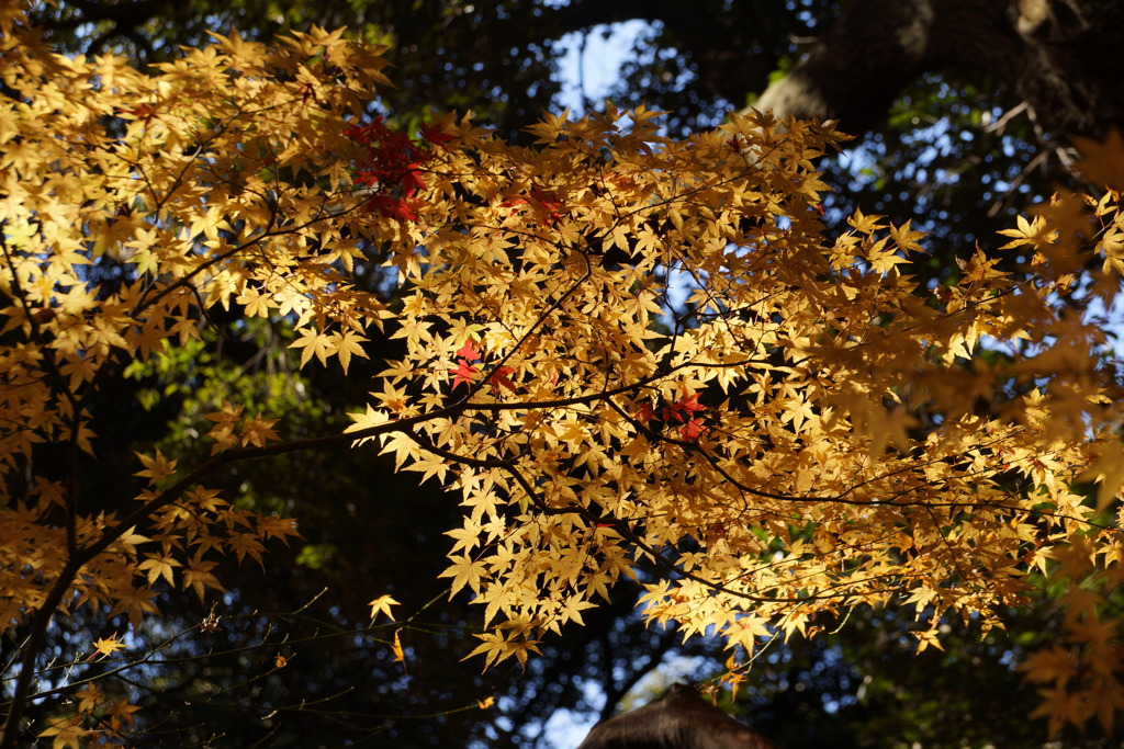 紅葉谷にて１