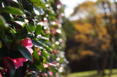 camellias