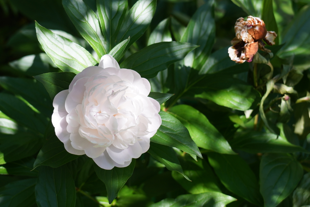 庭の芍薬