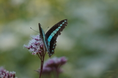 10月のアオスジアゲハ