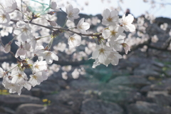 石垣と桜２
