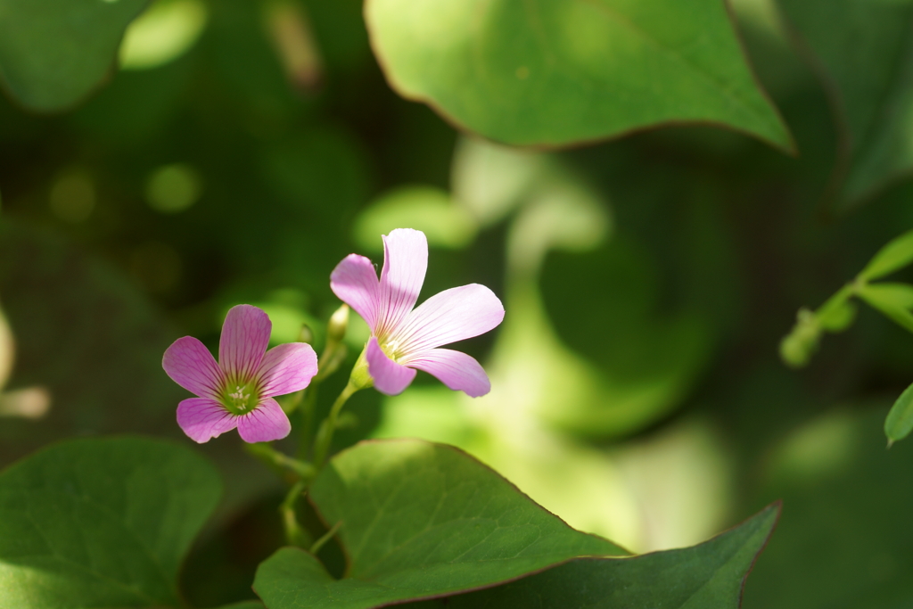 庭の小花２