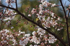 桜とメジロ