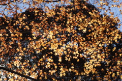 紅葉柄
