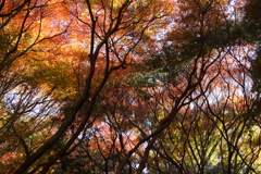 もみじの空