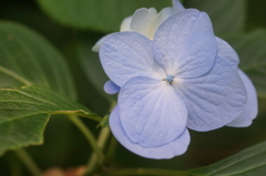 ajisai blue3