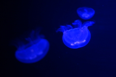 赤ちゃんクラゲ