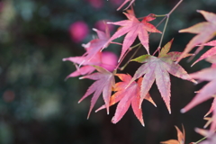 モミジと山茶花２